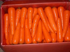 Fresh Carrot