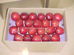 Red Delicious Apple